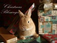 Christmas Cards-Christmas Blessings