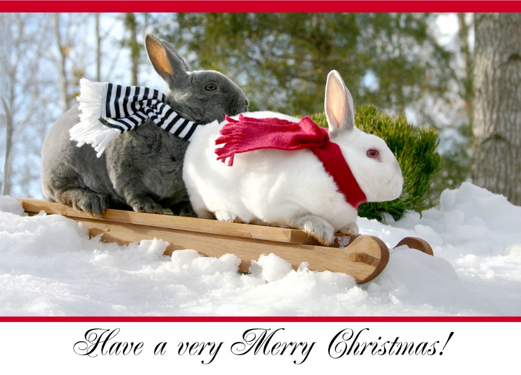 Image result for MERRY CHRISTMAS RABBIT