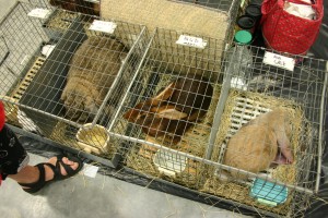 Rabbits are arriving in carriers!